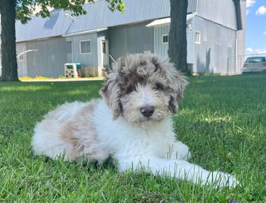 Aussie Doodle allongé dans le gazon, se détendant sous le soleil, avec un pelage tricolore.