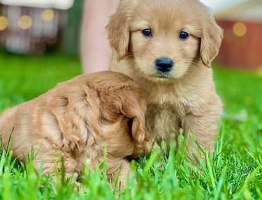 Chiot golden roux avec une fourrure brillante, parfait pour l'adoption