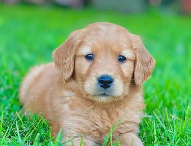 Golden retriever roux, énergique et curieux, jouant dans l'herbe.