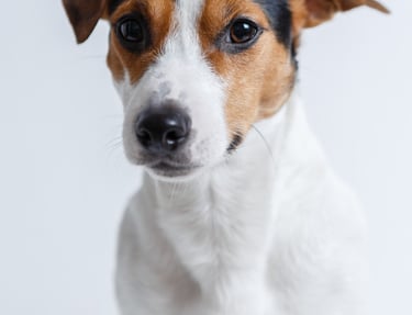 a cute jack russel's face
