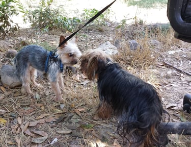 Guardería de día para perros