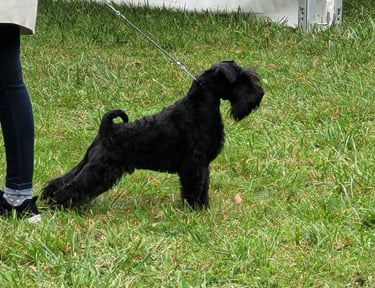 Vintus, meilleur Puppy expo de Dijon 