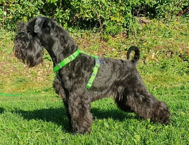 Vintus, étalon Diamants Noirs d'Also