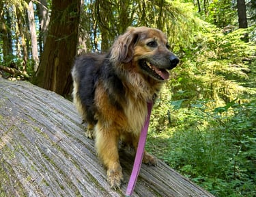Valiente exploring the woods