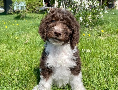 caniche royal chiot à vendre