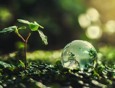 Bankeaz | Sustainability | A little plant that grows 