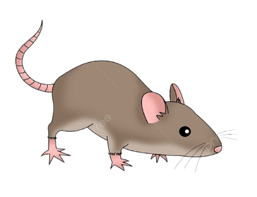 rato