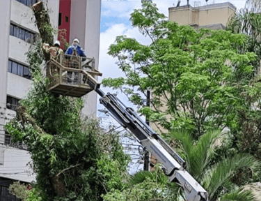 corte-arvores-curitiba-pr