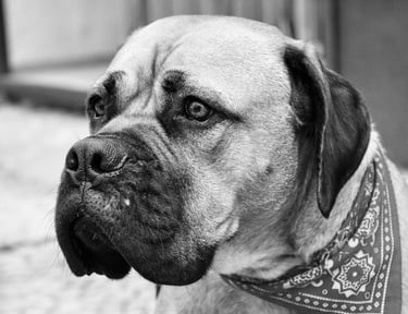 Black and white image of a mastiff dog face