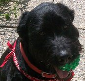 best hybrid miles per gallon, average gas mileage for an suv, highest miles per gallon car