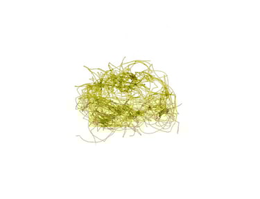 Chaetomorpha sp.