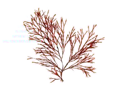 Melanthalia vieillardii