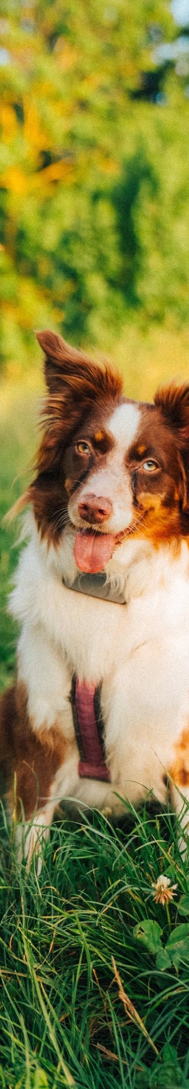 Hund erkundet achtsam den Wald – Beziehung und Natur im Fokus bei Takoda