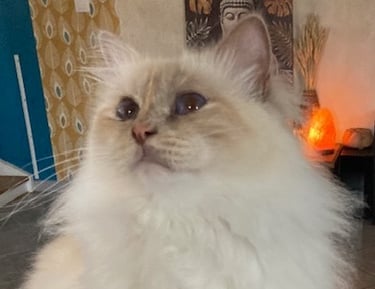sacré de birmanie lilac tortie point