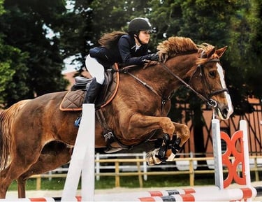 Selle français poulinière élevage le tot de semilly csi 150 letrecas champagne