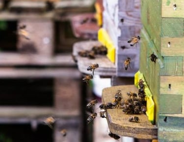 Découverte de l'apiculture