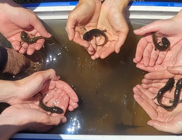 California tiger salamander larvae at a site in Madera County, CA