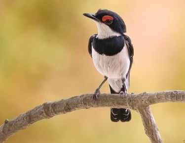 A small black and white Common Wattle-eye bird perched on a branch against a blurred autumn background.