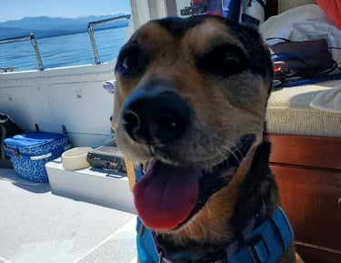 dog on boat