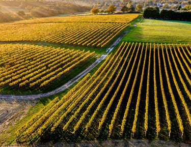 Dans ma bulle a bordeaux en collaboration avec chateau lauduc