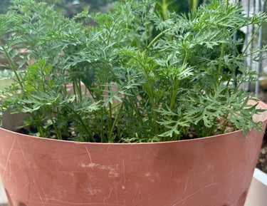 Thriving carrots in container garden.