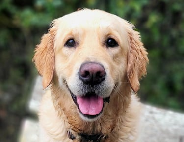 Un chien golden retriever assis sur un banc avec un air amical