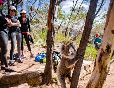 Wild koala spotted during our tours where epic adventure meets unforgettable wildlife encounters.