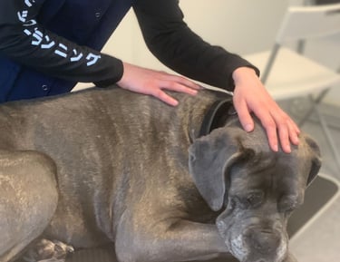 Ostéopathie animale, séance pour un chien