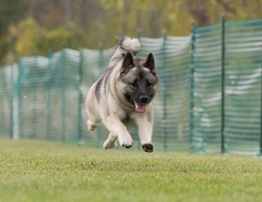 Norwegian Elkhound running in FastCAT