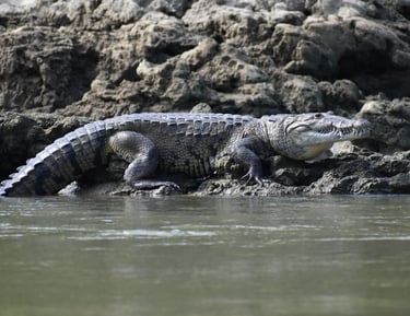 Wild crocodile resting on muddy riverbank – reptile sighting during Chiapas wildlife tour