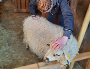 Ostéopathie animale, séance pour un mouton