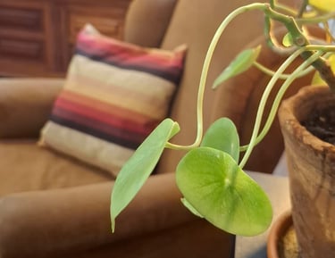 Detalhe de planta verde próxima à câmera, com poltrona desfocada ao fundo, compondo um ambiente sile