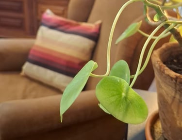 Detalhe de planta verde próxima à câmera, com poltrona desfocada ao fundo, compondo um ambiente sile