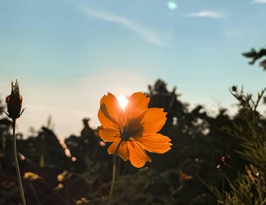 Une fleur s'épanouissant au soleil pour illustrer le développement de la confiance en soi