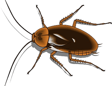 barata