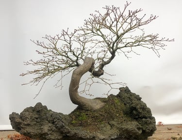 bonsai on rock. Maple bonsai
