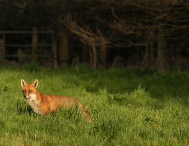 Pest Control in Dorset | Fox Removal Services | Dark Knight Pest Control