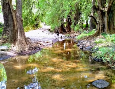 La belle naturaleza que rodea a Ludi Camp para que los niños conecten con ella.