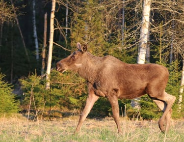 a moose standing in the grass near a forest