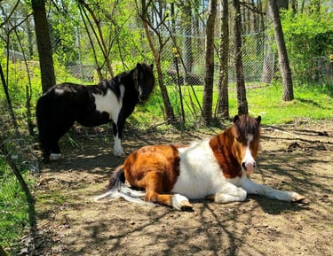 Health Vibes - miniature mini-horses recognized as service animals