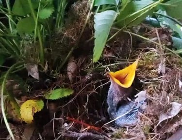 Health Vibes - Saving 2 baby birds that fell from the sky