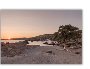 a tree that is sitting on a rocky beach