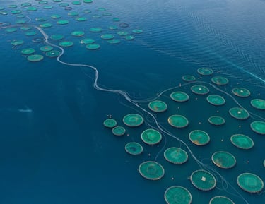 a large amount of fish in a large body of water