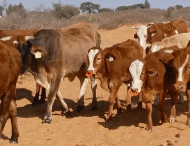 two calfs going to graze