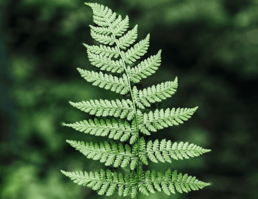 Elizabeth Boom Psychotherapy Services: Fern