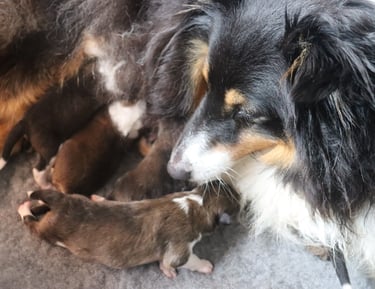 Pastor de las islas de shetland, cachorros de pastor de las islas de shetland