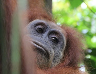 Sumatra Trekking Orangutan
