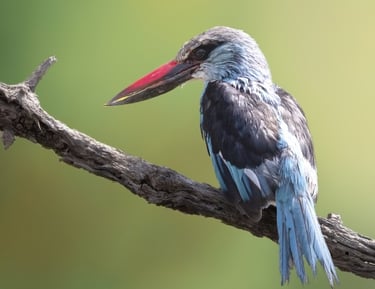 Blauwborstijsvogel op een tak in Gambia