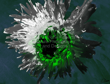 Digital image of an artistic representation of a Chrysanthemum flower.