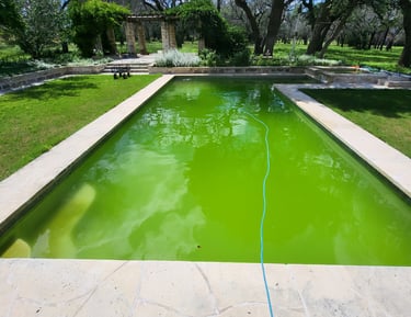pool needing green to clean pool cleaning services